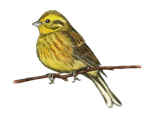 Bruant Jaune - © Claire Bergerault