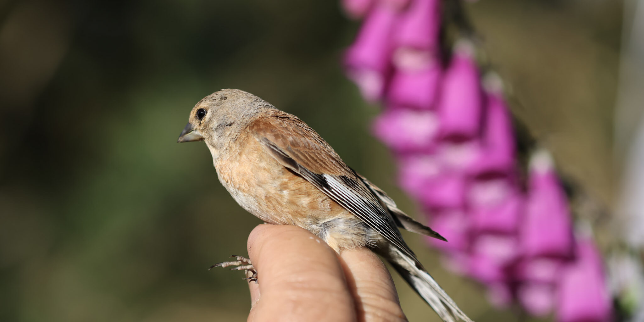 Linotte mélodieuse – © Thierry Delhorme