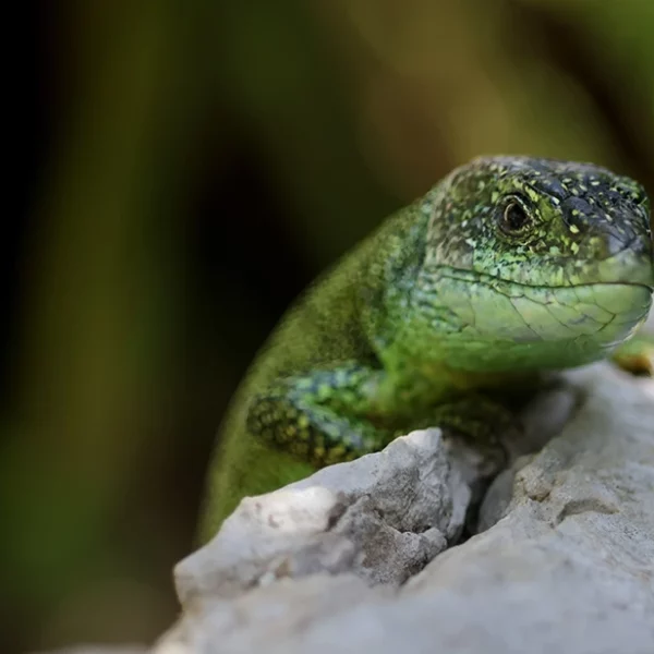Lézard vert - © Thierry Delhorme