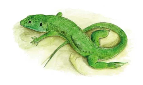 Lezard vert - © Claire Bergerault