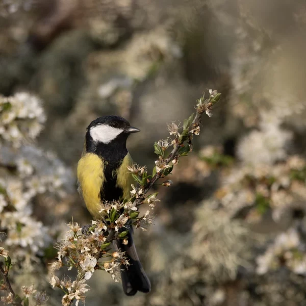 Mésange charbonnière Thierry Delhorme