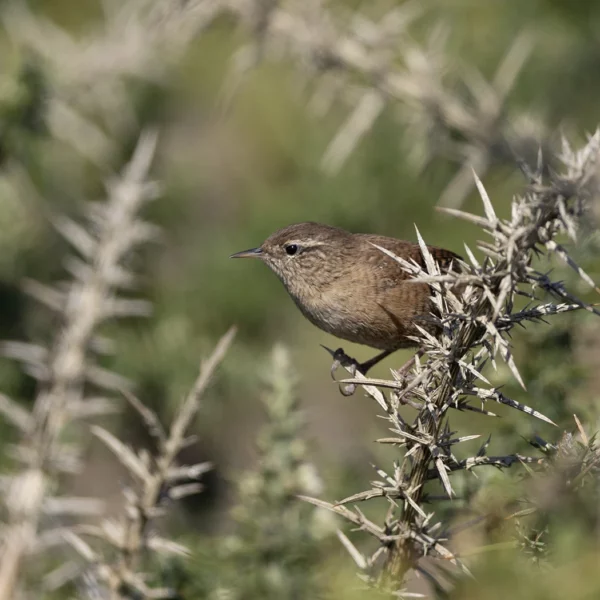 Troglodyte mignon - © Thierry Delhorme