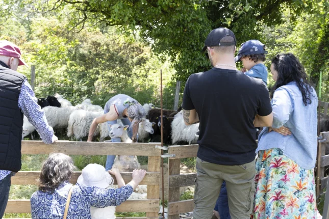 Animations nature "tonte des moutons"