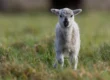 Agneau né dans la Lande du Crano