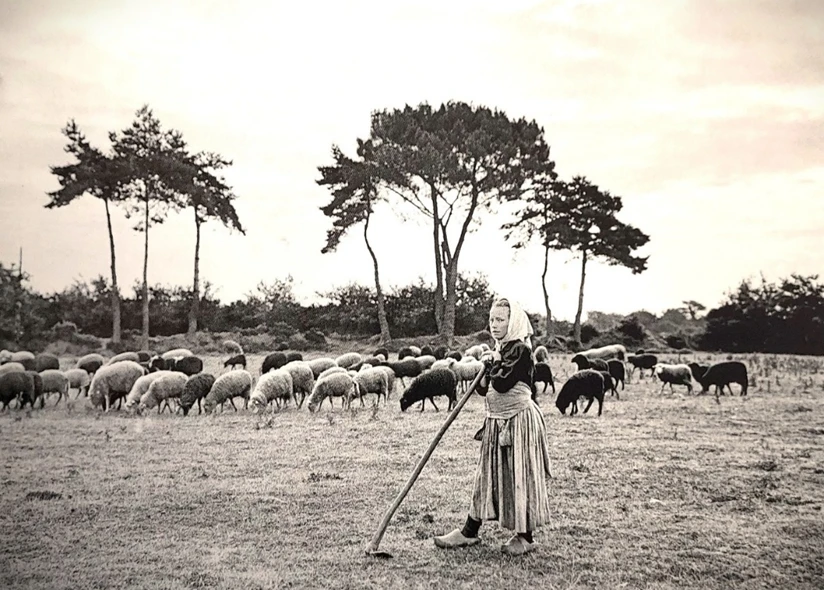 Pâturage sur les landes ancienne carte postale. Pâturage sur les landes ancienne carte postale.
